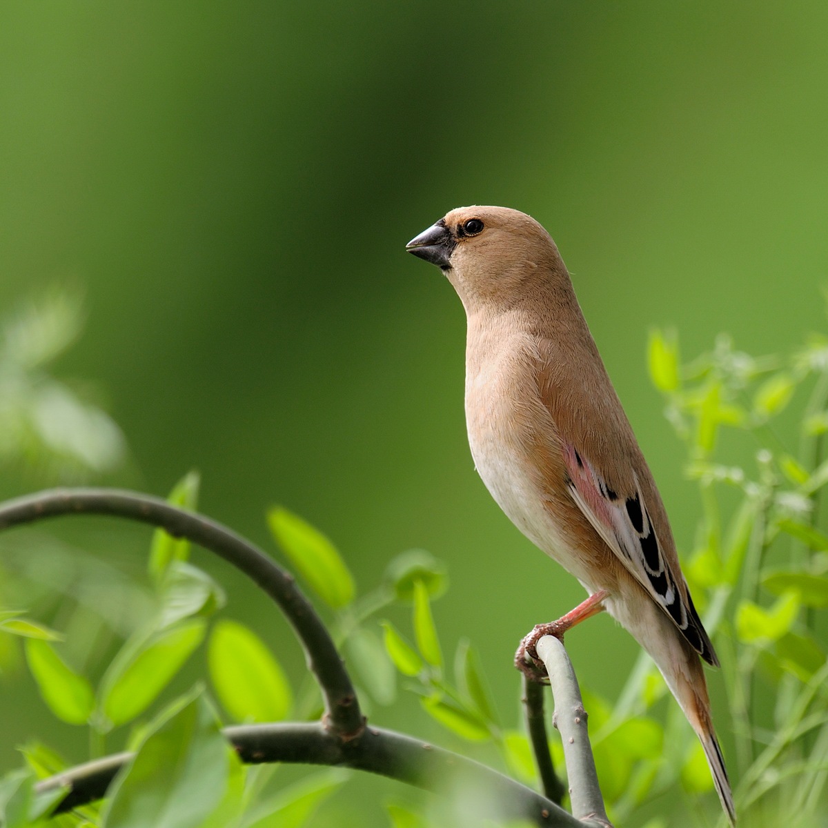 (黑啄木鸟)鸟网2010年野生鸟类摄影大赛--参赛照片