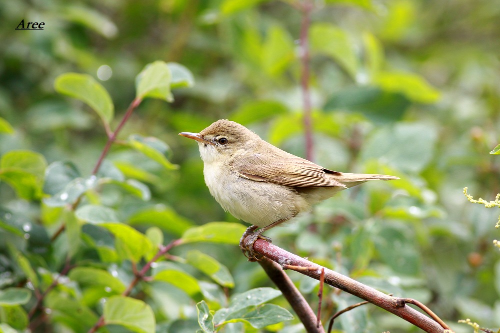 一只拍的很模糊的疑问鸟草绿篱莺