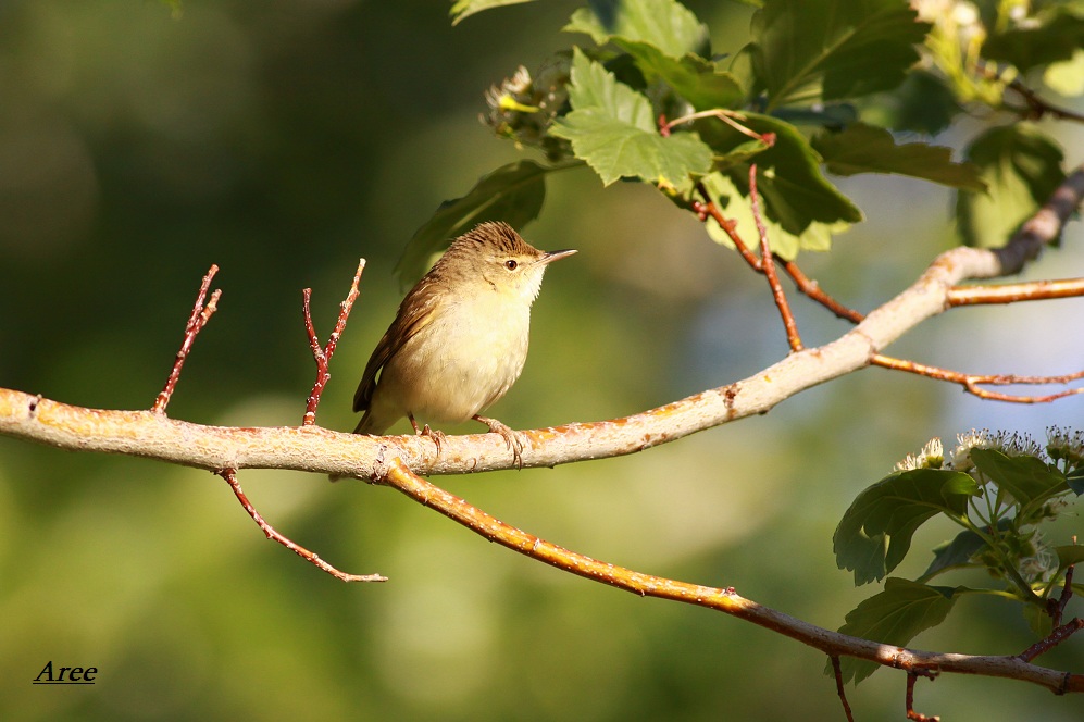 一只拍的很模糊的疑问鸟草绿篱莺