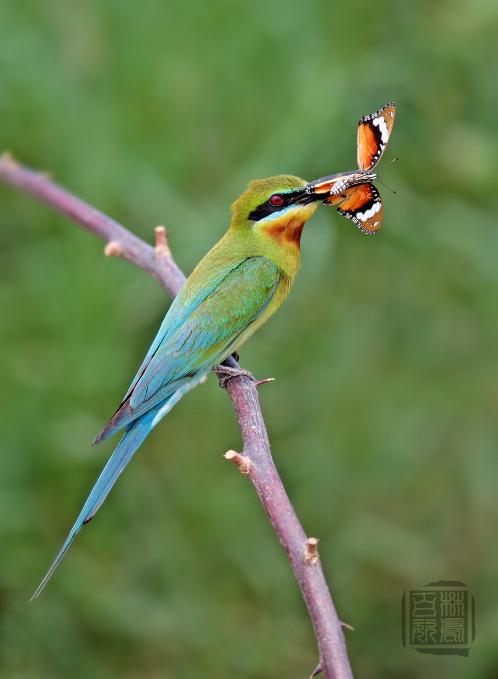 (栗喉蜂虎)漂亮花蝴蝶