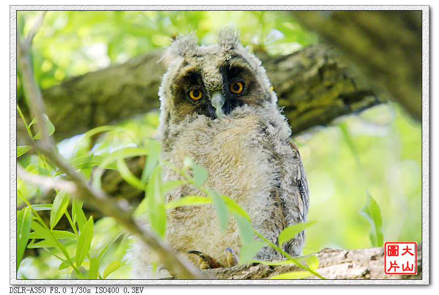 【长耳鸮】幼鸟记录
