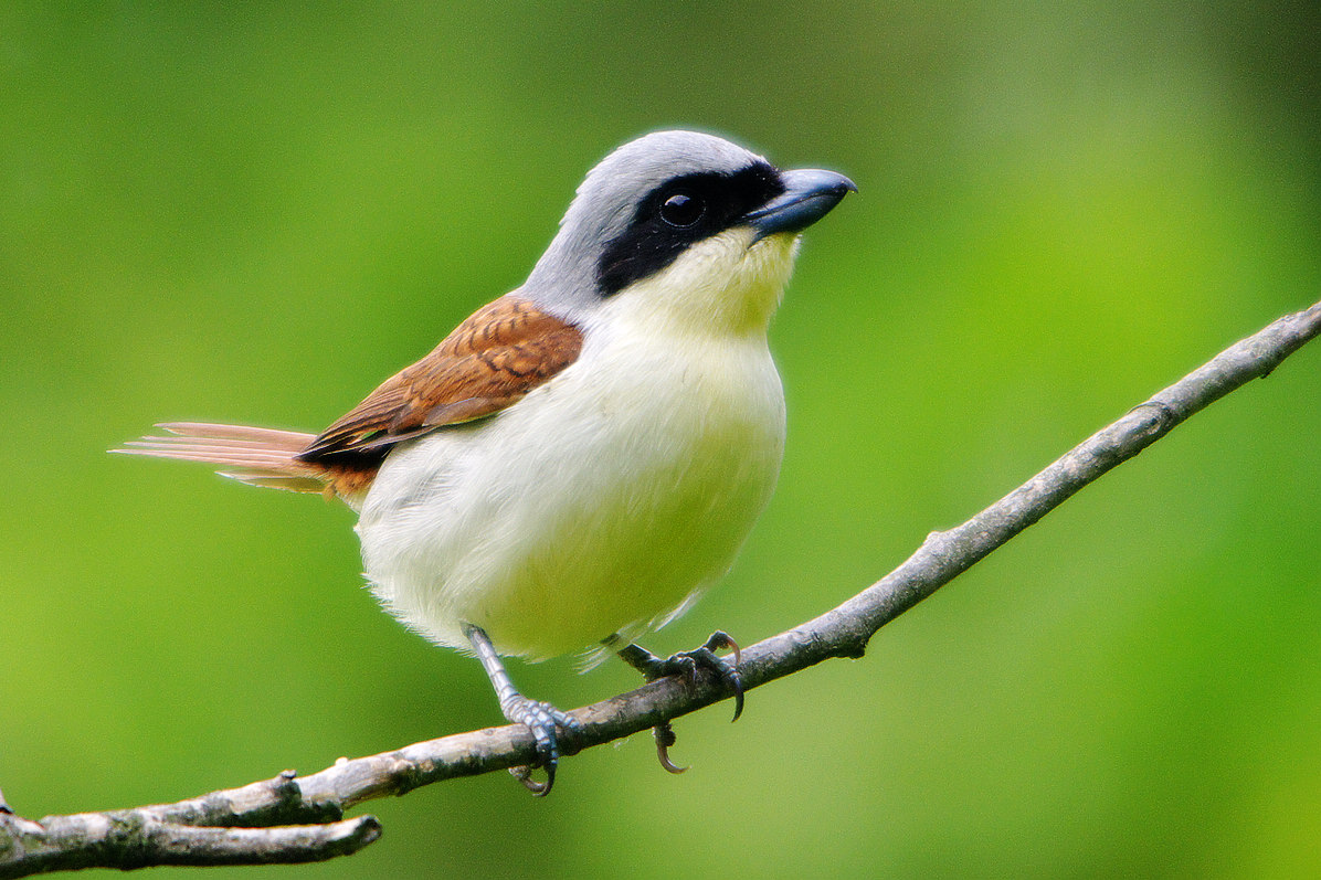 虎纹伯劳 - 林鸟版 forest birds 鸟网