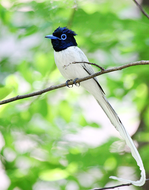 寿带三门峡红白寿带鸟专题第4页更新