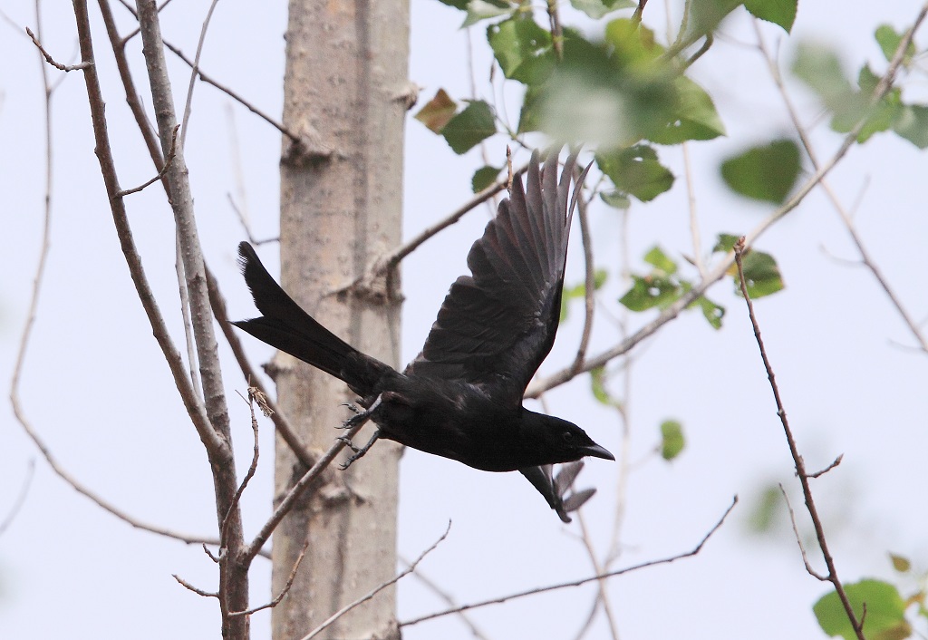 论坛 69 主题区 69 野生鸟类 69 黑老婆起飞