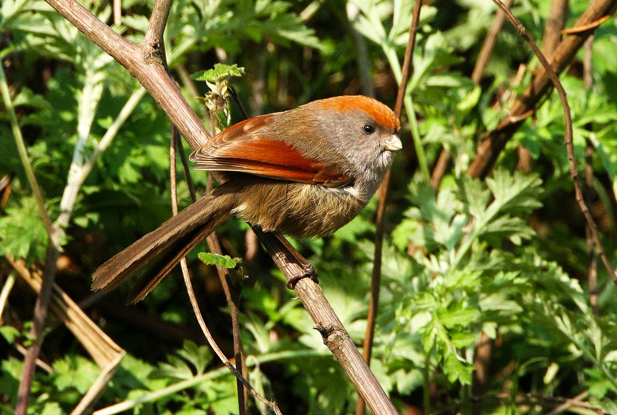 发几只小雀雀一