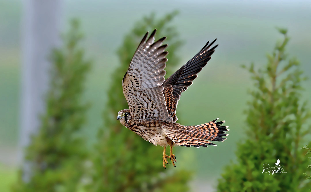 (红隼)飞版红隼