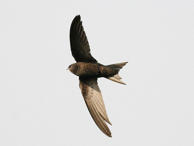 一组普通楼燕请各位老师拍砖