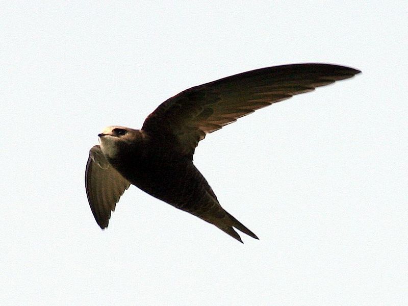 一组普通楼燕请各位老师拍砖