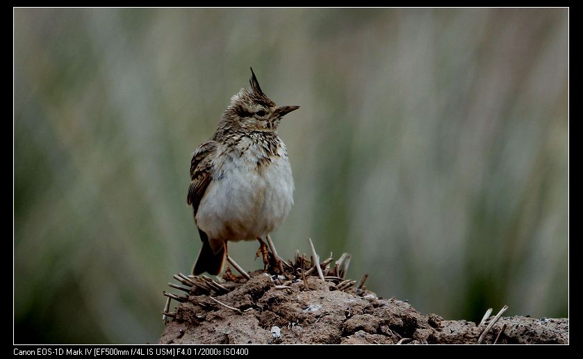 凤头百灵(新疆30)