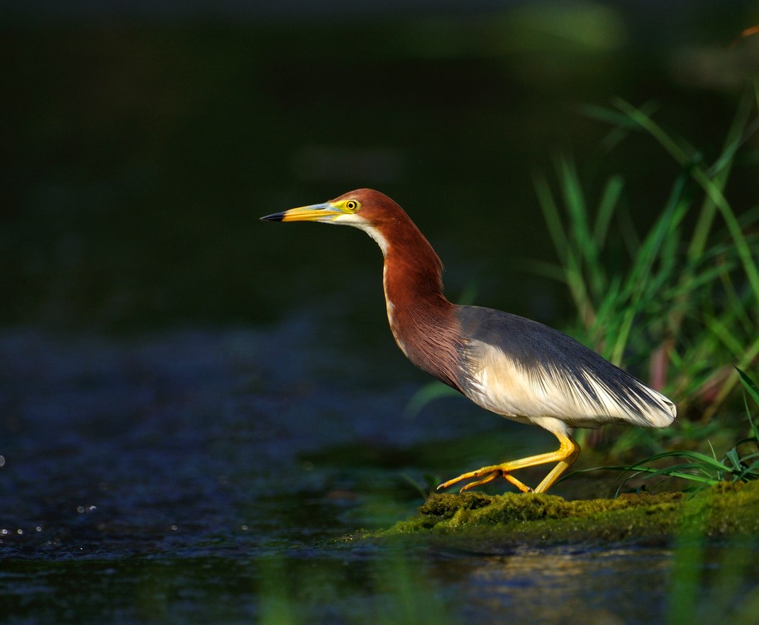 池鹭小凌河的池鹭