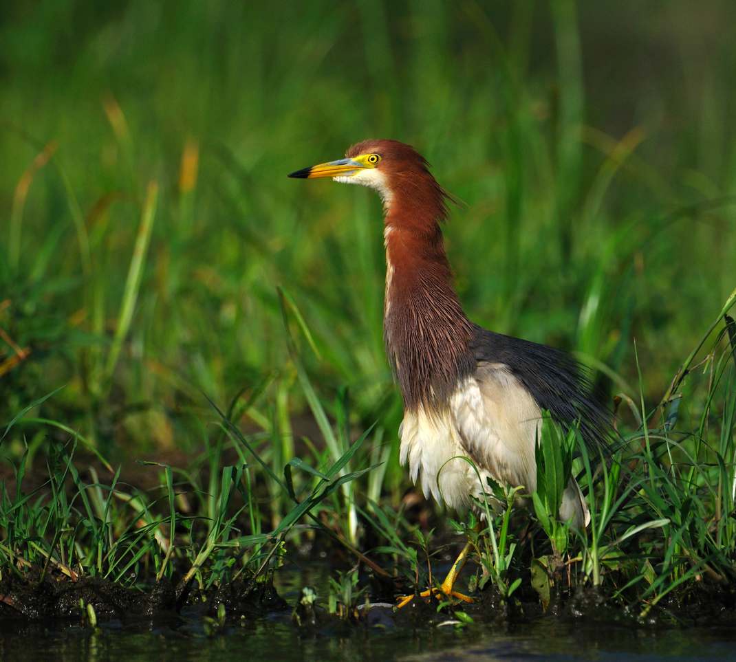 池鹭小凌河的池鹭