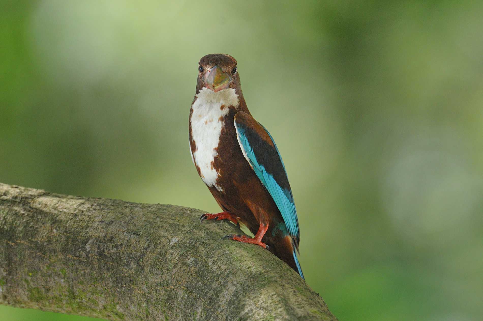 (白胸翡翠)白胸翠鸟