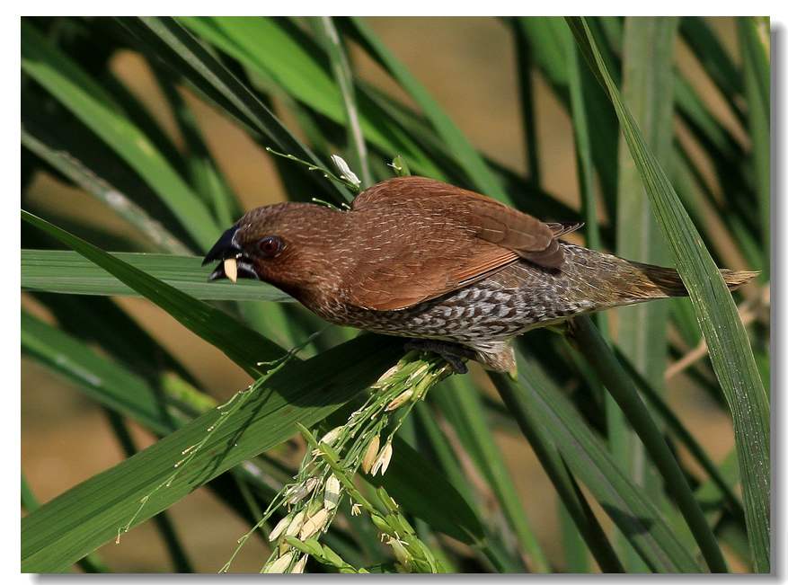 斑文鸟斑文鸟吃稻谷