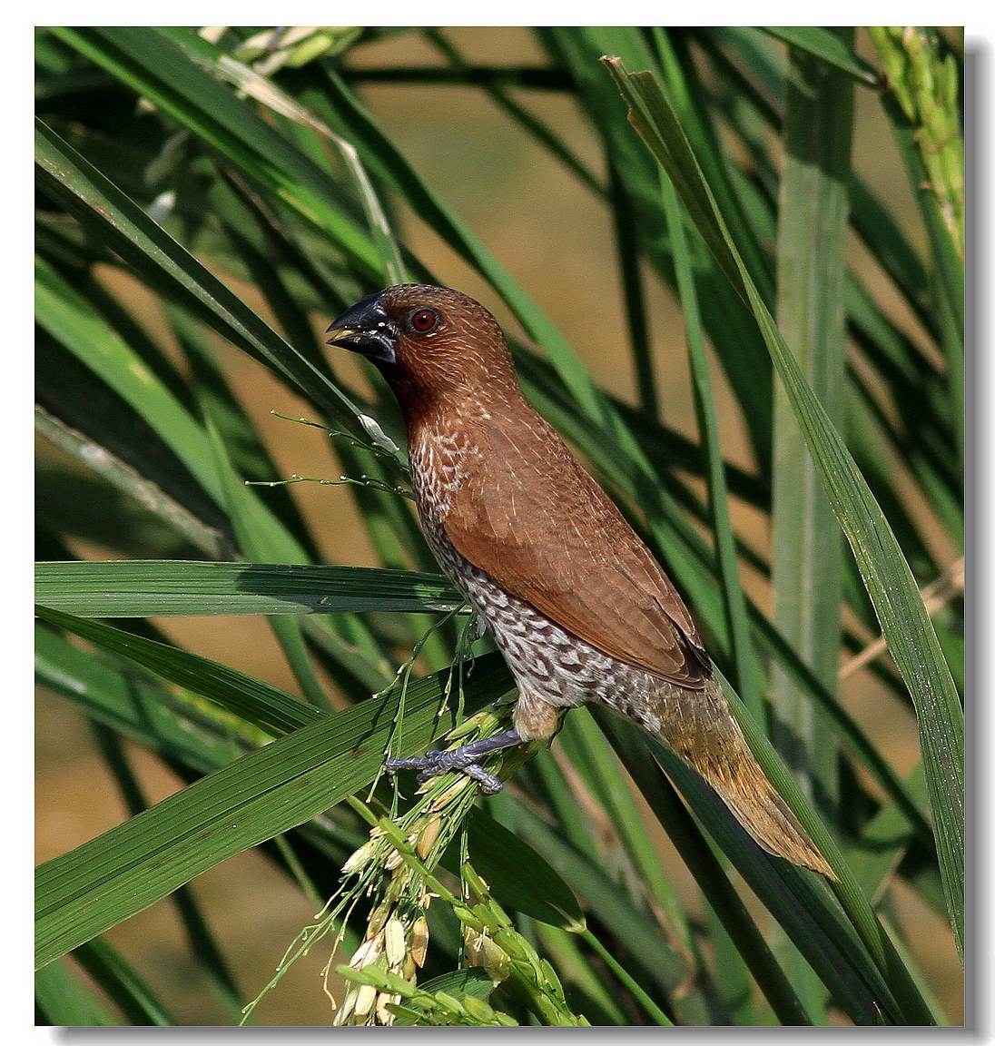 斑文鸟斑文鸟吃稻谷