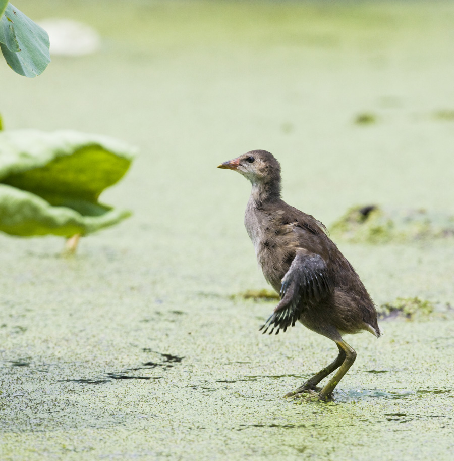 欢乐童年黑水鸡雏鸟