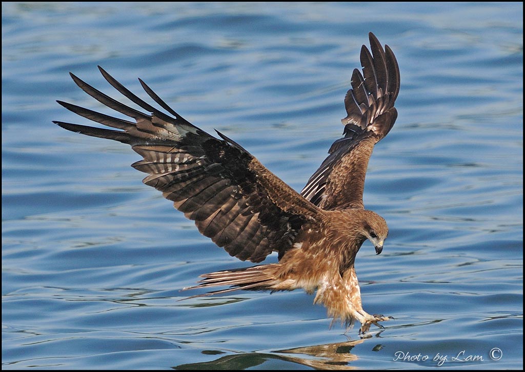 (黑耳鸢)黑耳鸢