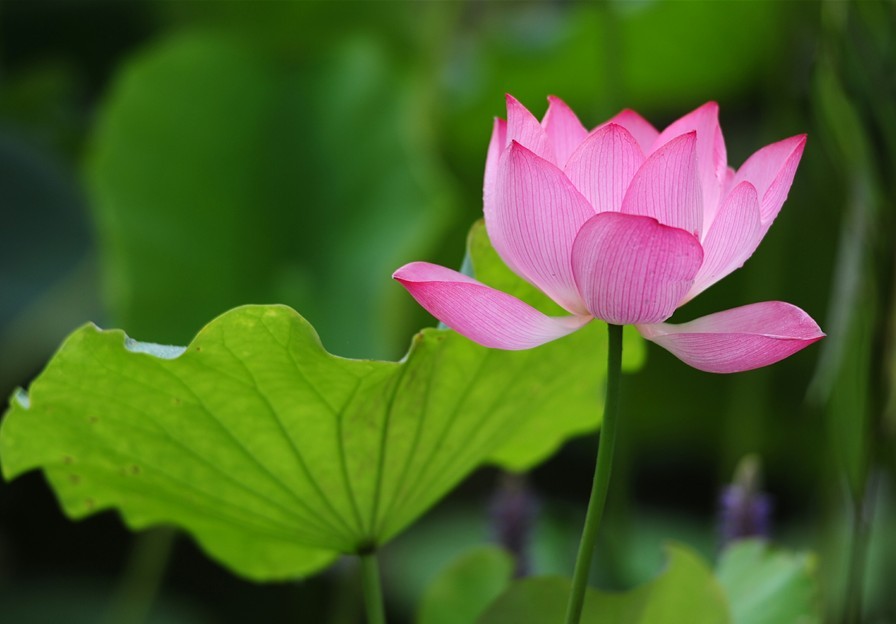 荷花,园林景观