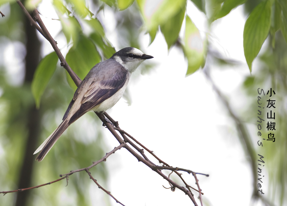 小灰山椒鳥 swinhoes minivet