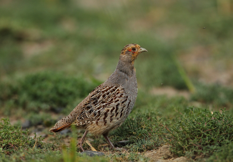 《中国新疆野生动物》鸟片征集帖 3.雉鸡
