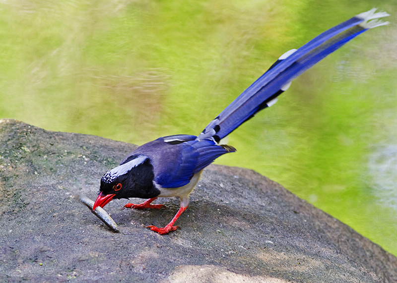 红嘴蓝鹊戏泥鳅