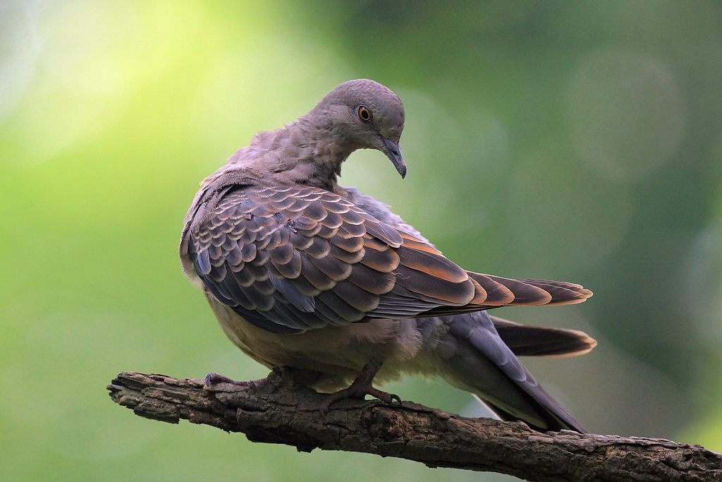 竿上的山斑鳩幼鳥