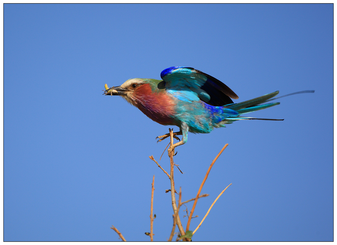 鳥網2010年野生鳥類攝影大賽--參賽照片