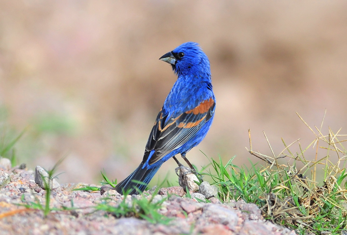 (蓝蜡嘴鹀)蓝蜡嘴雀