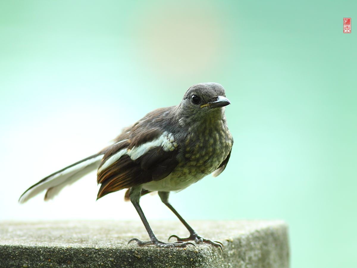 鹊鸲幼鸟与灰背掠鸟