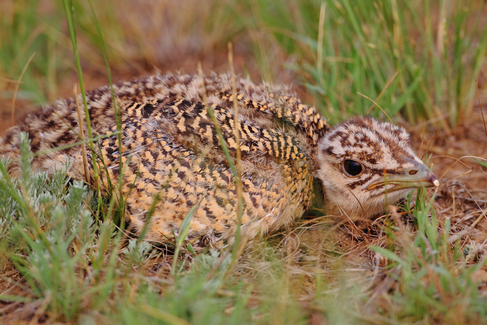 (大鸨)草原上生息的珍惜鸟类大鸨