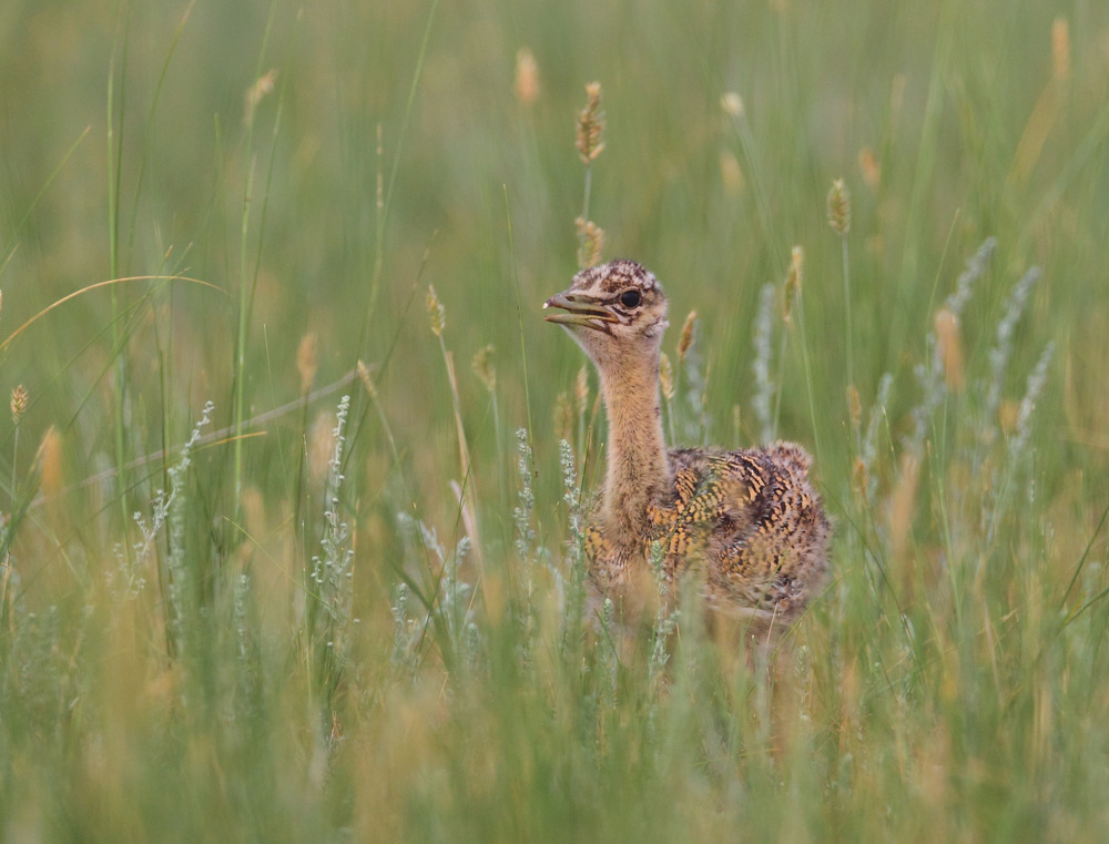 (大鸨)草原上生息的珍惜鸟类大鸨