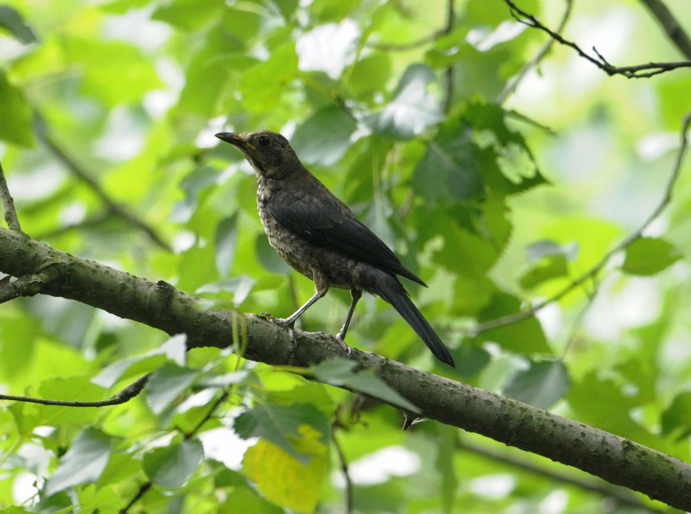 请教这是虎斑地鸫的幼鸟吗?