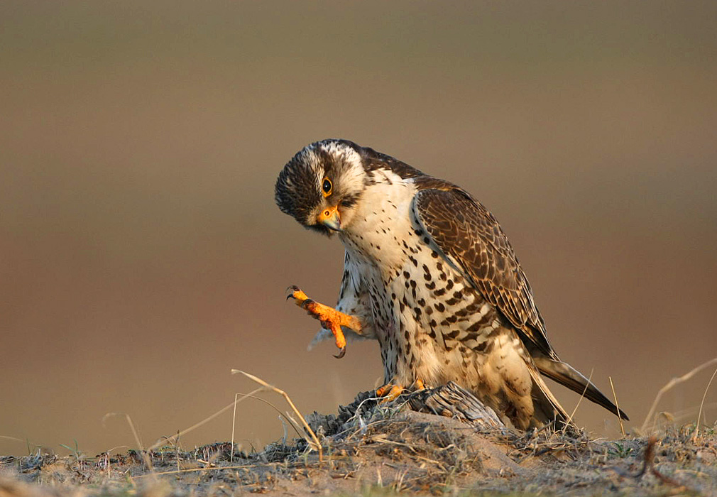 (猎隼)收获的不仅仅是几张鸟片之:(两只小猎隼?-8页)