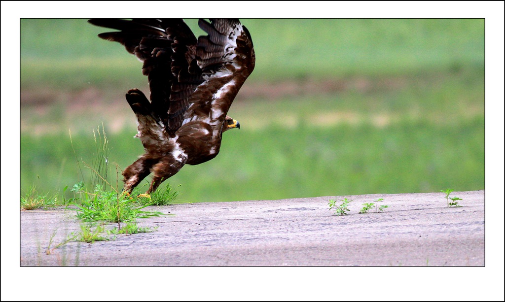 【记录】草原鹰雕