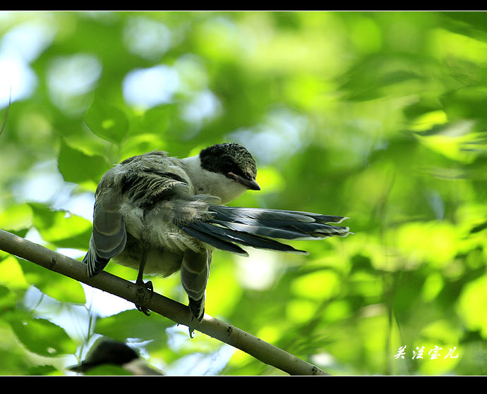 育雏的灰喜鹊