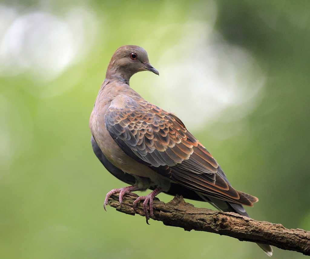 漂亮的山斑鳩雛鳥