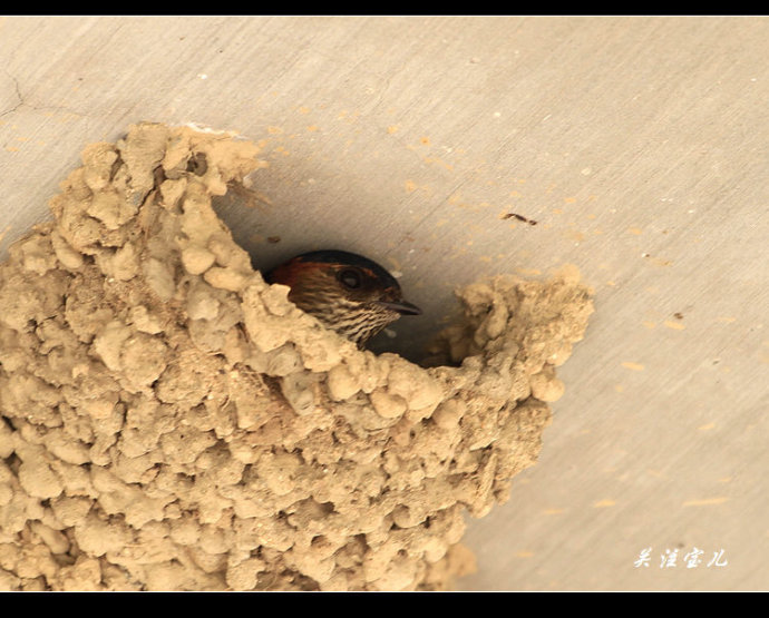 金腰燕习惯把窝建在屋檐下～ 麻雀也喜欢在屋檐下筑巢～ (这只燕窝的