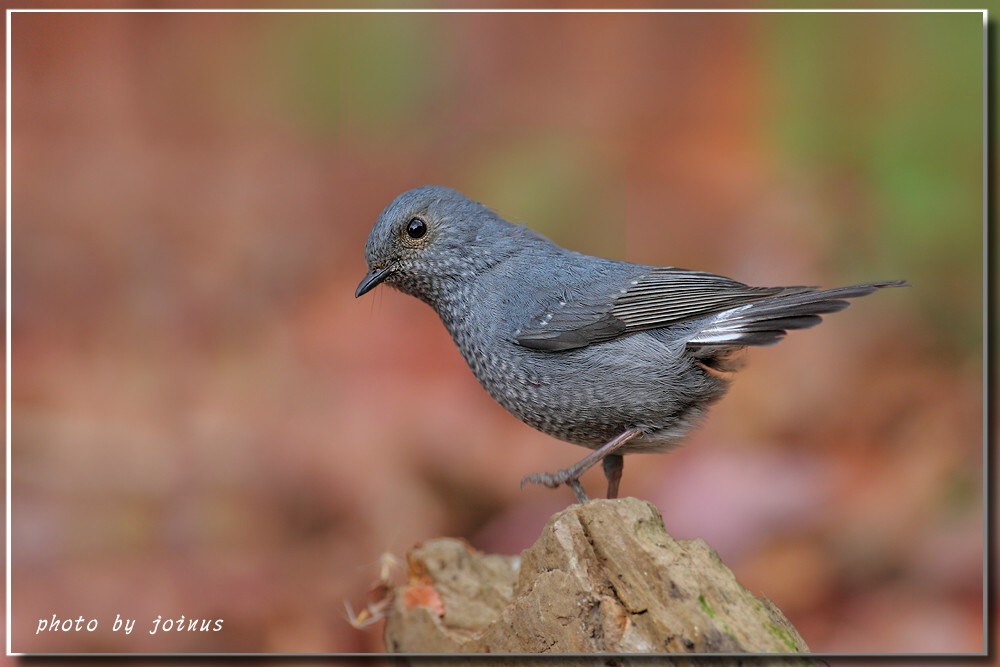 红尾水鸲红尾水鸲rhyacornisfuliginosus铅色水鸫