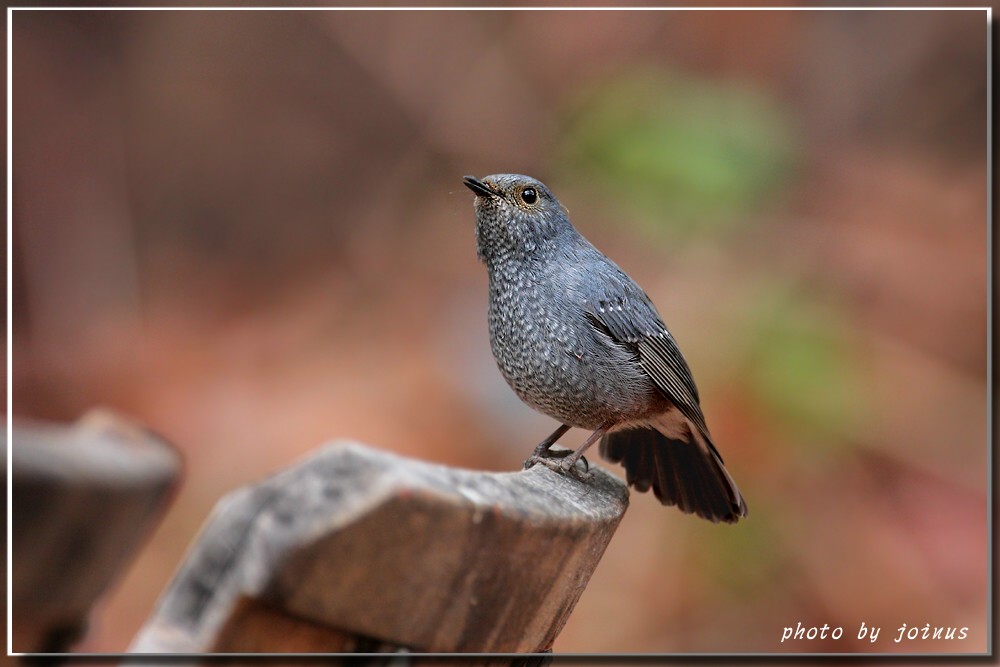 红尾水鸲红尾水鸲rhyacornisfuliginosus铅色水鸫