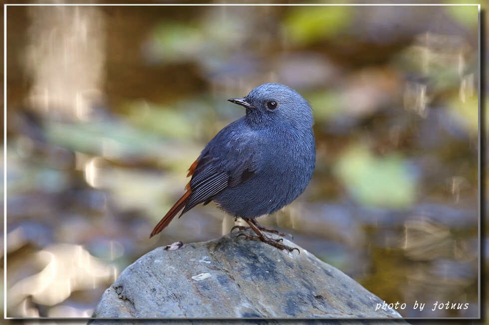 红尾水鸲红尾水鸲rhyacornisfuliginosus铅色水鸫