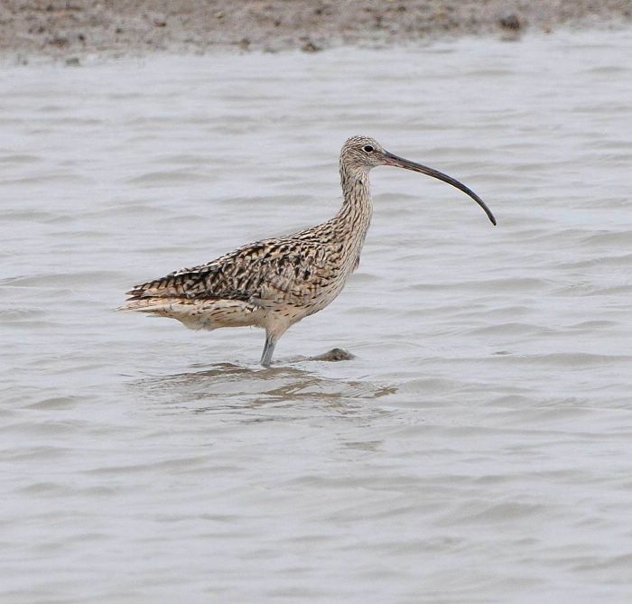 请教鸻鹬类鸟名