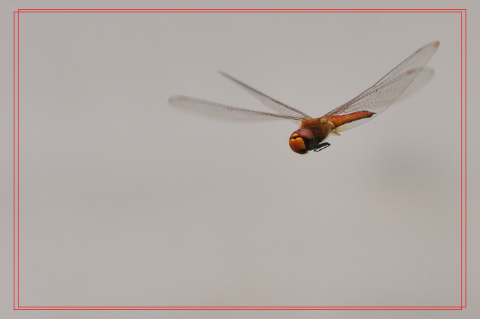 直向镜面扑来的蜻蜓飞翔