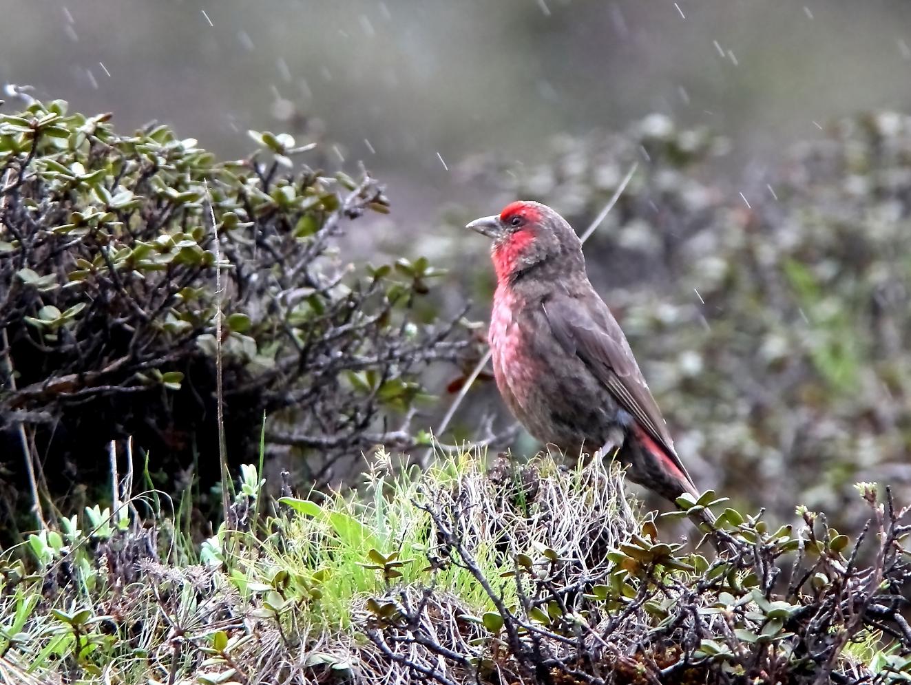 红胸朱雀 10.6.15摄于雪宝顶国家级自然保护区