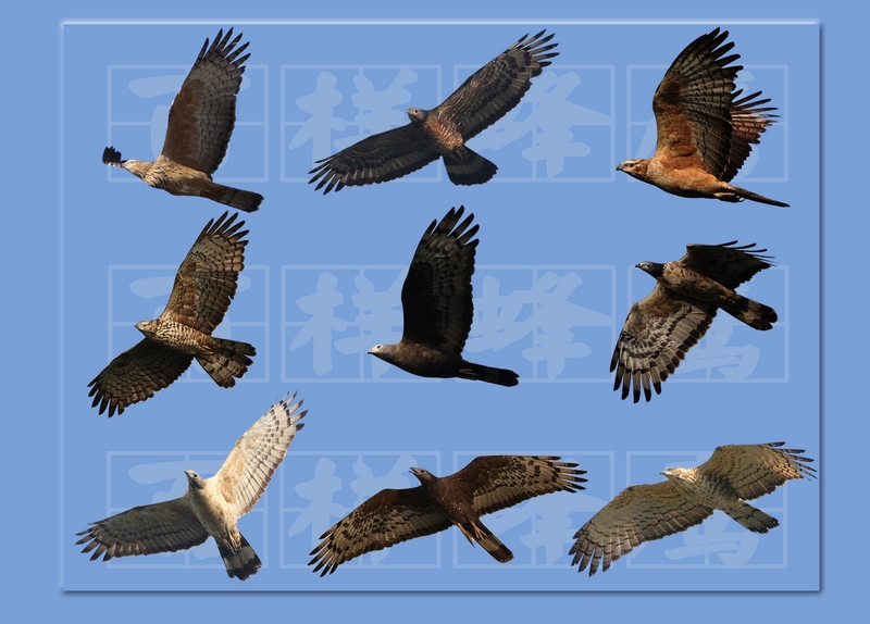 猛禽东部地区27种迁徙类猛禽辨识