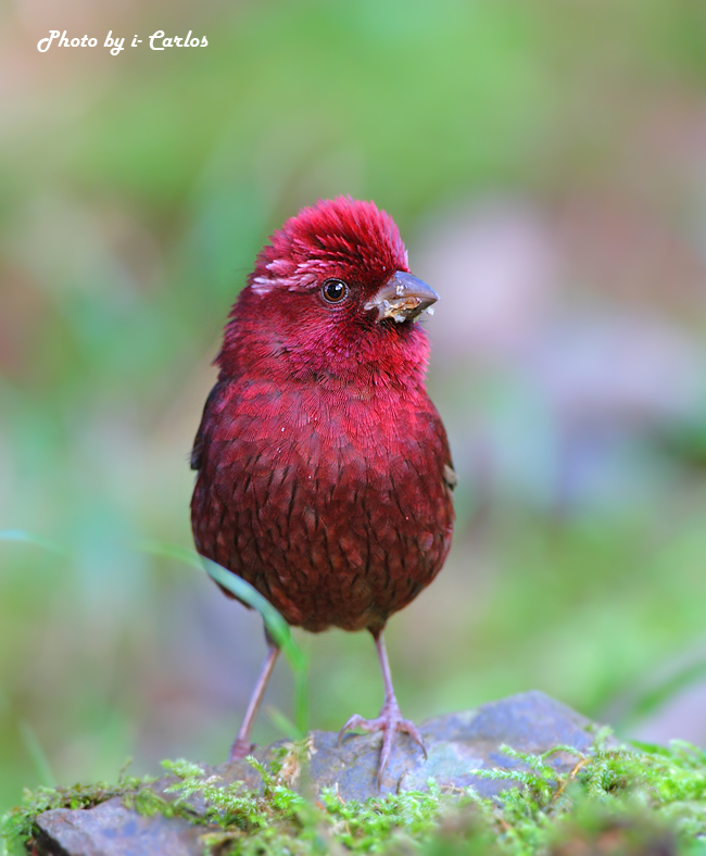 酒红朱雀酒红朱雀vinaceousrosefinch