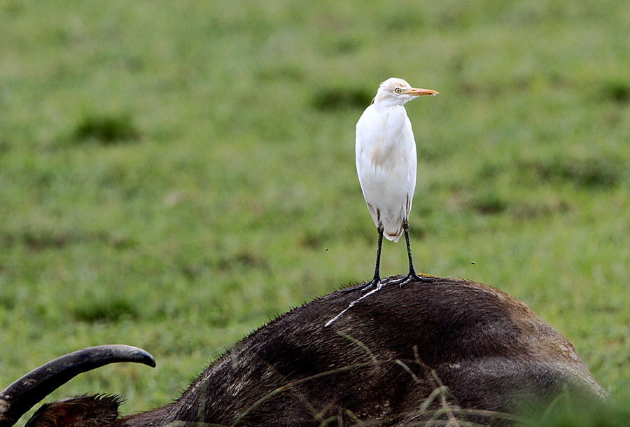 站牛背的牛背鹭