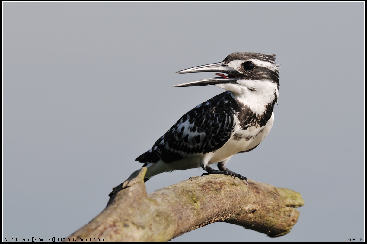 近距离原画幅斑鱼狗11