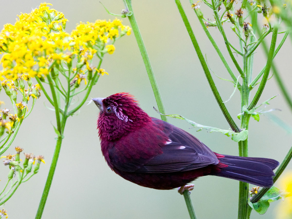 (斑尾塍鹬)参赛作品 - 鸟网2010年野生鸟类摄影大赛(结束) 鸟网