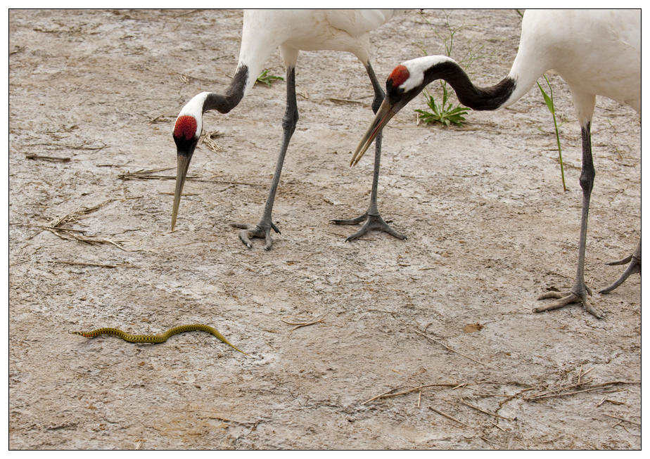 丹顶鹤丹顶鹤捕蛇过程全纪实