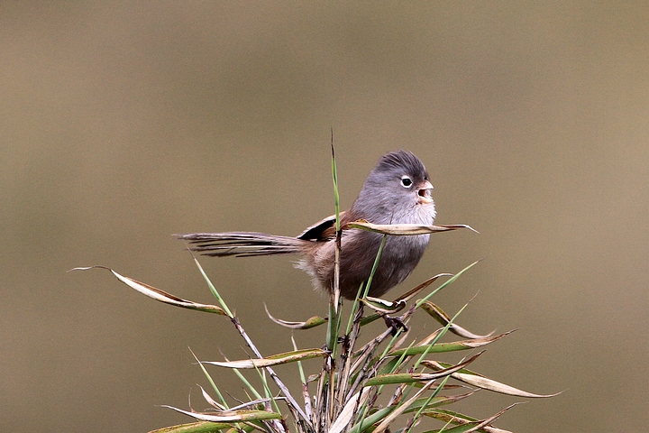 暗色鸦雀暗色鸦雀