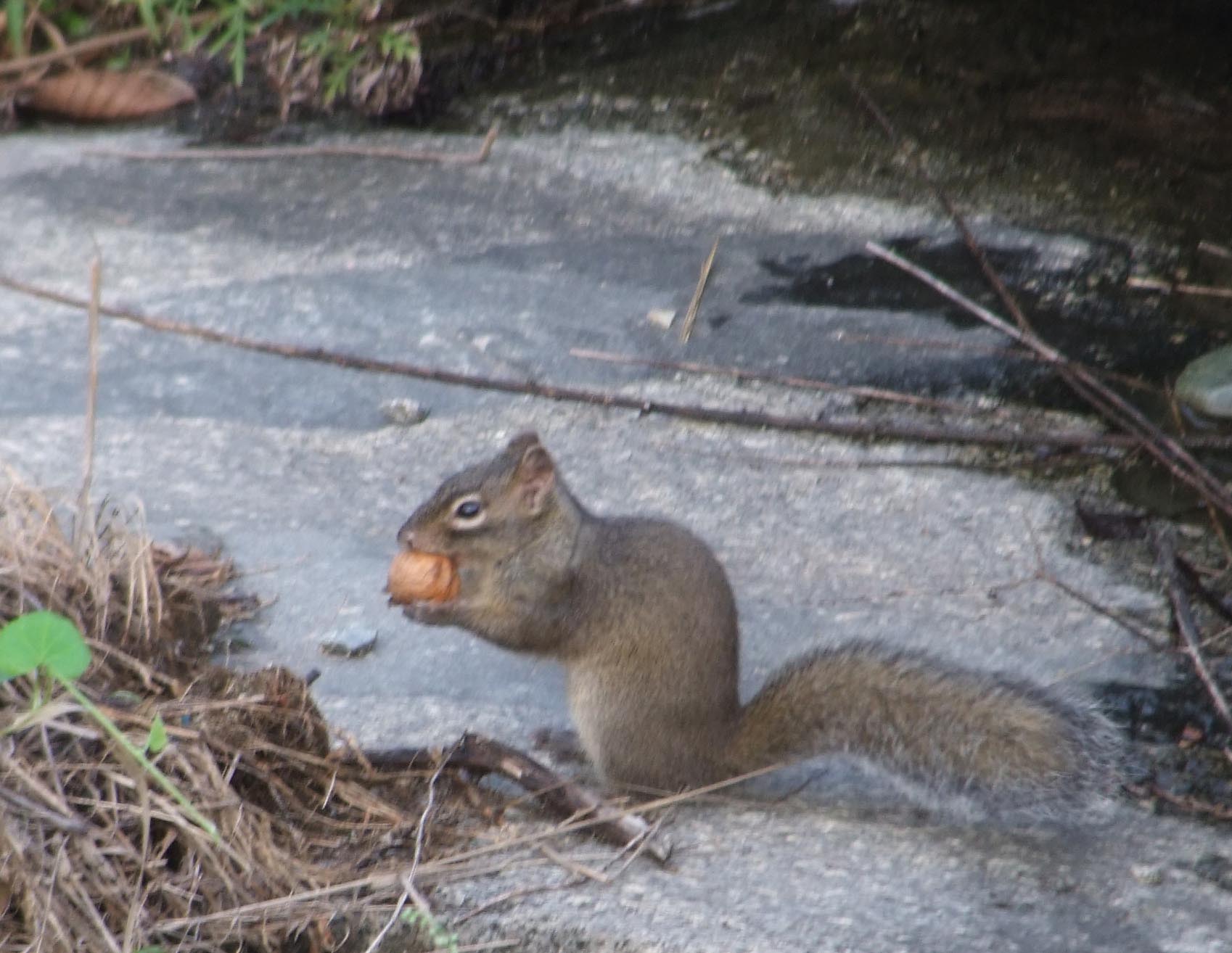 金陵地区岩松鼠